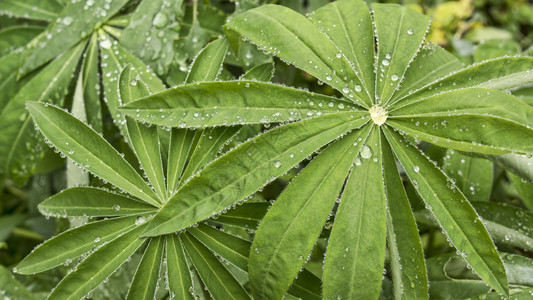 雨后Lupine图片