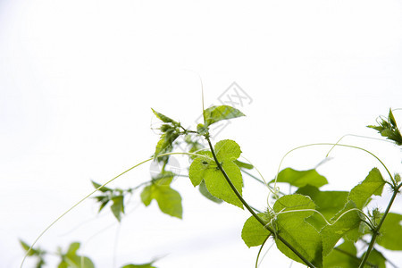 百香果藤蔓植物对抗多云背景图片