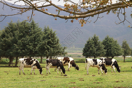 一群吃草的奶牛图片
