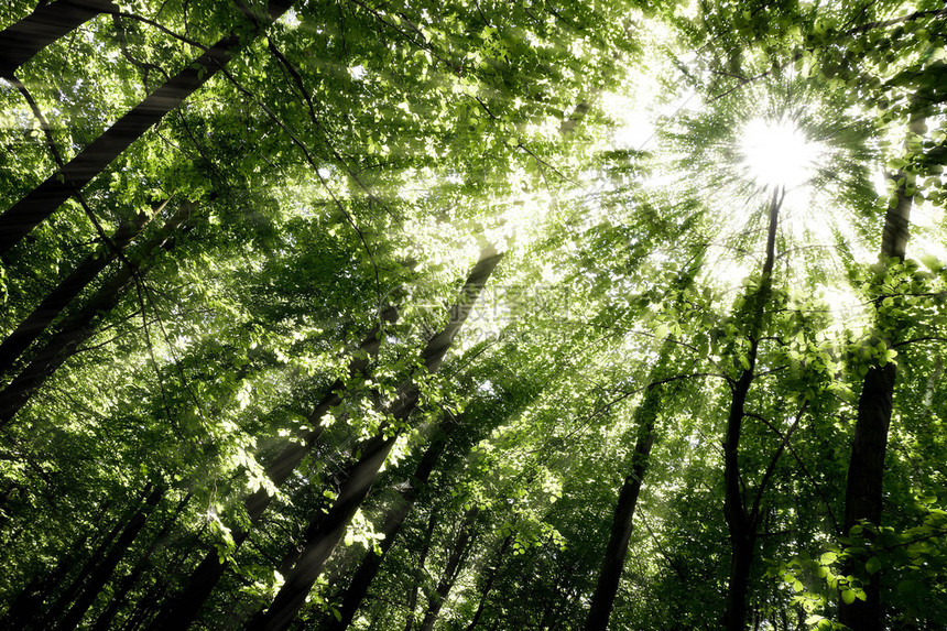 绿色森林绿叶树和阳光明的绿树图片