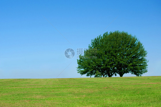 绿野上的大树图片