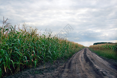 Cornfield农业图片