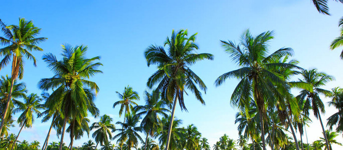 热带棕榈树位于热带岛屿上的椰子林图片