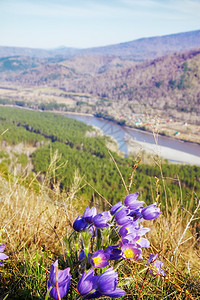 Altay山的Pulsatilla花朵图片