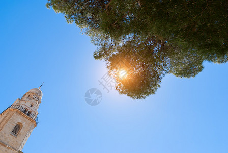 高的树冠覆盖着清蓝的天空阳光照耀图片