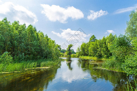 夏日风景与森林中的河流图片