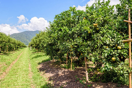 泰国北部水果种植区明亮蓝天下柑橘园的农场走道和绿叶树背景图片