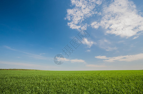 在蓝天背景的绿色麦田图片