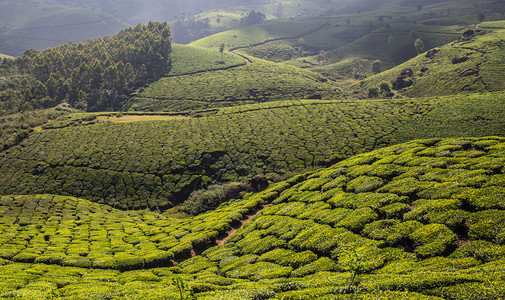 印度Cameron高地茶叶种植园图片