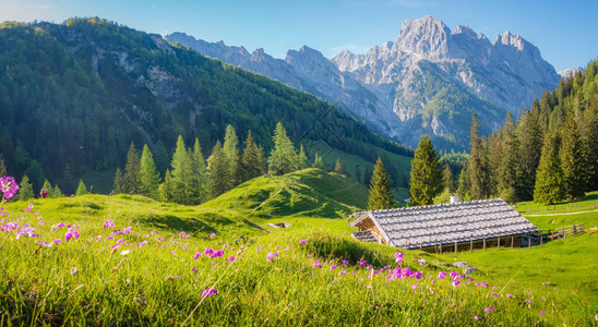 夏季在阿尔卑斯山上有着传统山丘和新鲜青绿山草图片