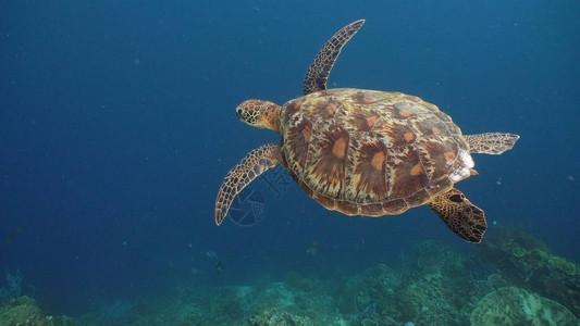海龟在海中水下游泳乌龟在阳光下在水下移动它的鳍状肢奇妙而美丽的海底世界在热带海背景图片
