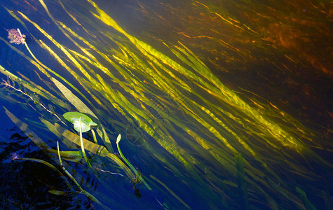 河流水中的阿尔加藻抽象图片