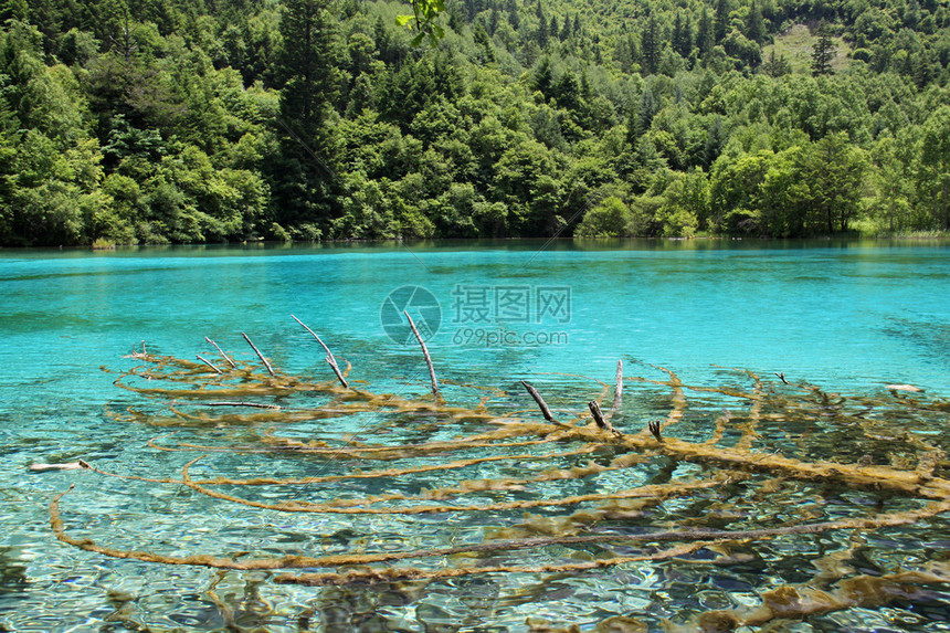 位于四川珠海古公园的美丽土库伊斯五花湖中的一棵树受教科图片