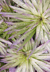 关闭有雨珠的一朵绿色和紫色花图片