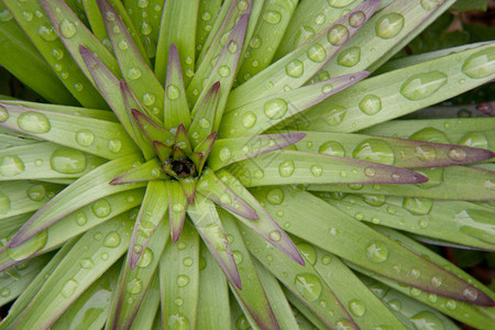 关闭有雨珠的一朵绿色和紫色花图片