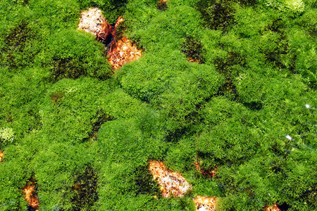 河床表面的藻类植物图片