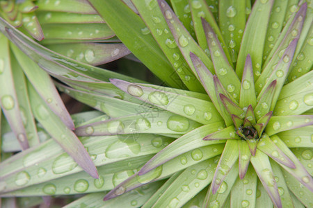 关闭有雨珠的一朵绿色和紫色花图片