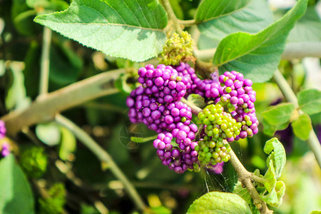 Callicarpa或美莓是Lamiaceae家族的图片