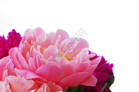 盛开的牡丹粉红色花瓣图片