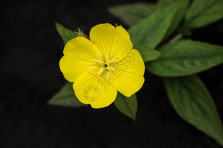 月见草月见草特写的明亮的黄色花园里花坛上的月见草开花选择图片