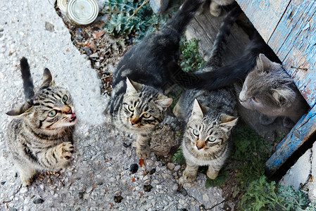 一群野生黑色灰色猫背景图片