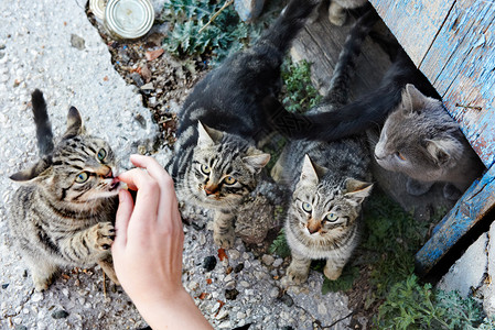 一群野生黑色灰色猫背景图片