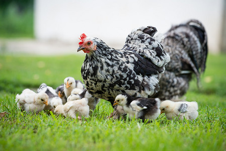 母鸡和它的小鸡在草丛中背景图片