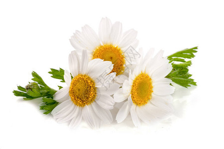三朵洋甘菊或雏菊叶子被白色背景隔离图片