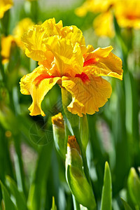 黄色的IrisIris在整个北温带广泛分布IrisB图片