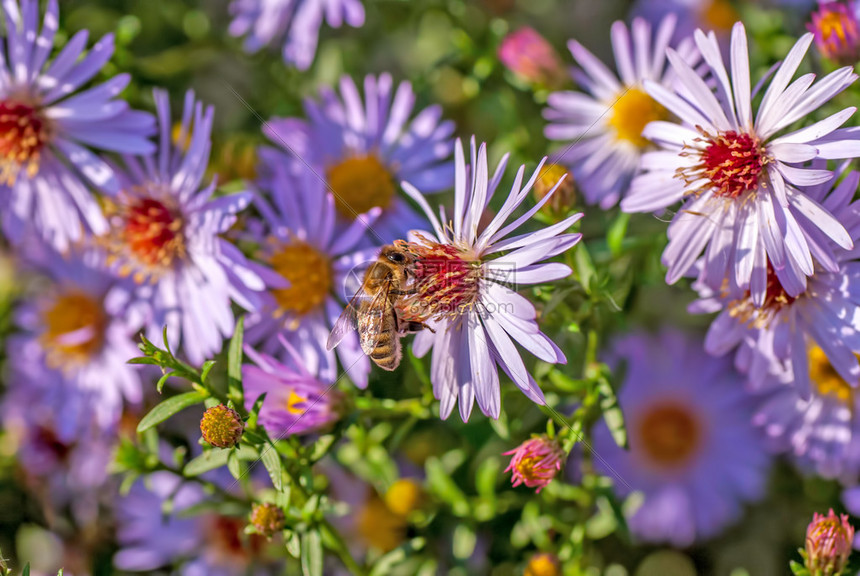 查米尔花朵和蜜蜂在夏季采花图片