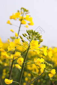 田野特写油菜花图片