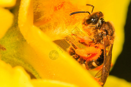 蜜蜂授粉黄色花开图片
