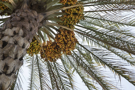 花园椰枣树上种植的新鲜美的好日期图片