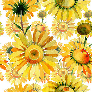 水彩风格的野花黄色洋甘菊花卉图案图片