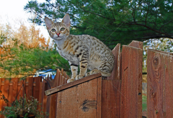 一只被发现的金色家居ServalSavannah小猫在绿眼图片