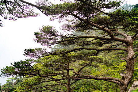 安徽黄山雾中的松树图片