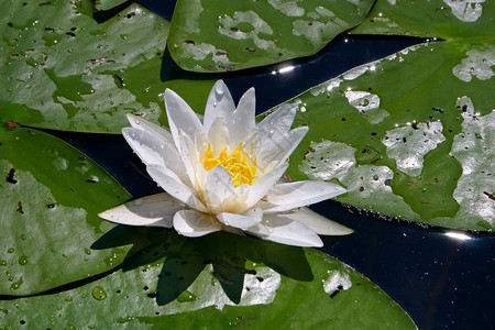 白睡莲暗池上的白莲花背景图片