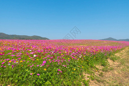 宇宙花田夏天的花田图片