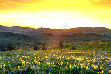 黄色的花田与山和夕阳的天空图片