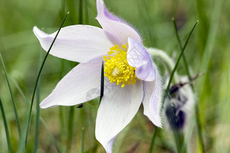 白头翁的春天的花朵图片