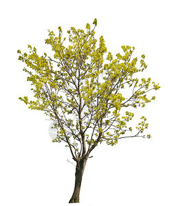 白色背景上孤立的淡黄色春天树背景图片