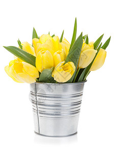 新的黄色郁金香花束孤图片
