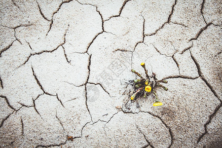 在破碎的陆地气候变化中生长的黄图片
