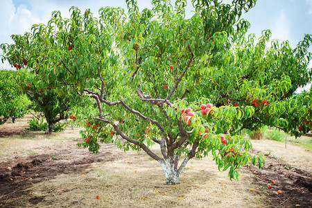 在花园里种果实的桃树桃园背景图片