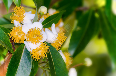 CalophylumInphylum树或AlexandernLaurel树上带黄色雕刻的一图片