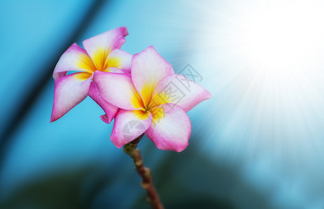 素馨花热带温泉花鸡蛋花图片