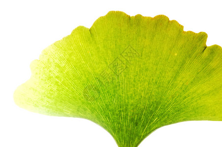 Ginkgobiloba绿叶Madenhair树的详情图片