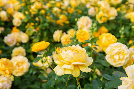 春天花园里美丽的黄玫瑰丛玫瑰花园花园里的一图片
