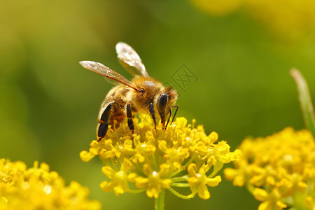 蜜蜂从盛开的花朵中采集花粉图片