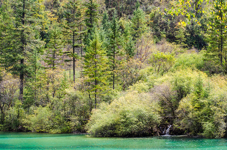 Unesco世界遗产地Jiuzhaigou河谷公园湖边的多彩秋季森图片